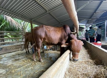 Nuôi bê lai khổng lồ 6 tháng đã đạt 1 tạ, gấp đôi bê thường, bán cao hơn 5 triệu