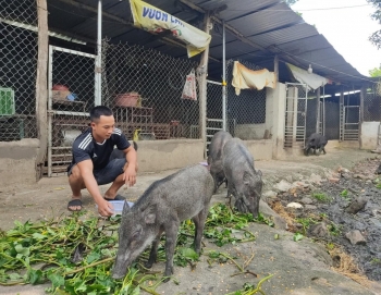 Nuôi loại lợn đen sì chỉ ăn rau, ăn chuối, nông dân thu lãi 200 triệu đồng mỗi năm