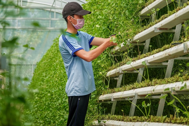 Nhân công thu hoạch rau má mỗi ngày Nhân công thu hoạch rau má mỗi ngày