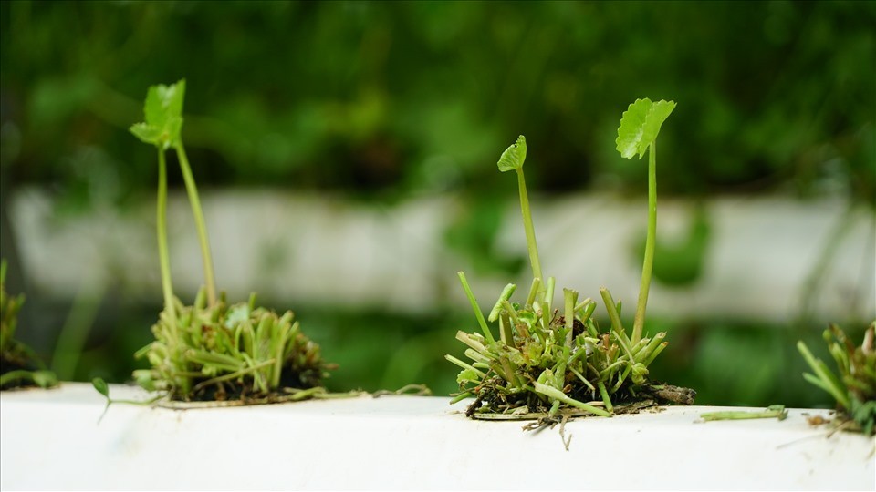 khi thu hoạch cắt bỏ lại từ 2 - 3 lá non để cây dễ quang hợp, phát triển lại nhanh khi thu hoạch cắt bỏ lại từ 2 - 3 lá non để cây dễ quang hợp, phát triển lại nhanh