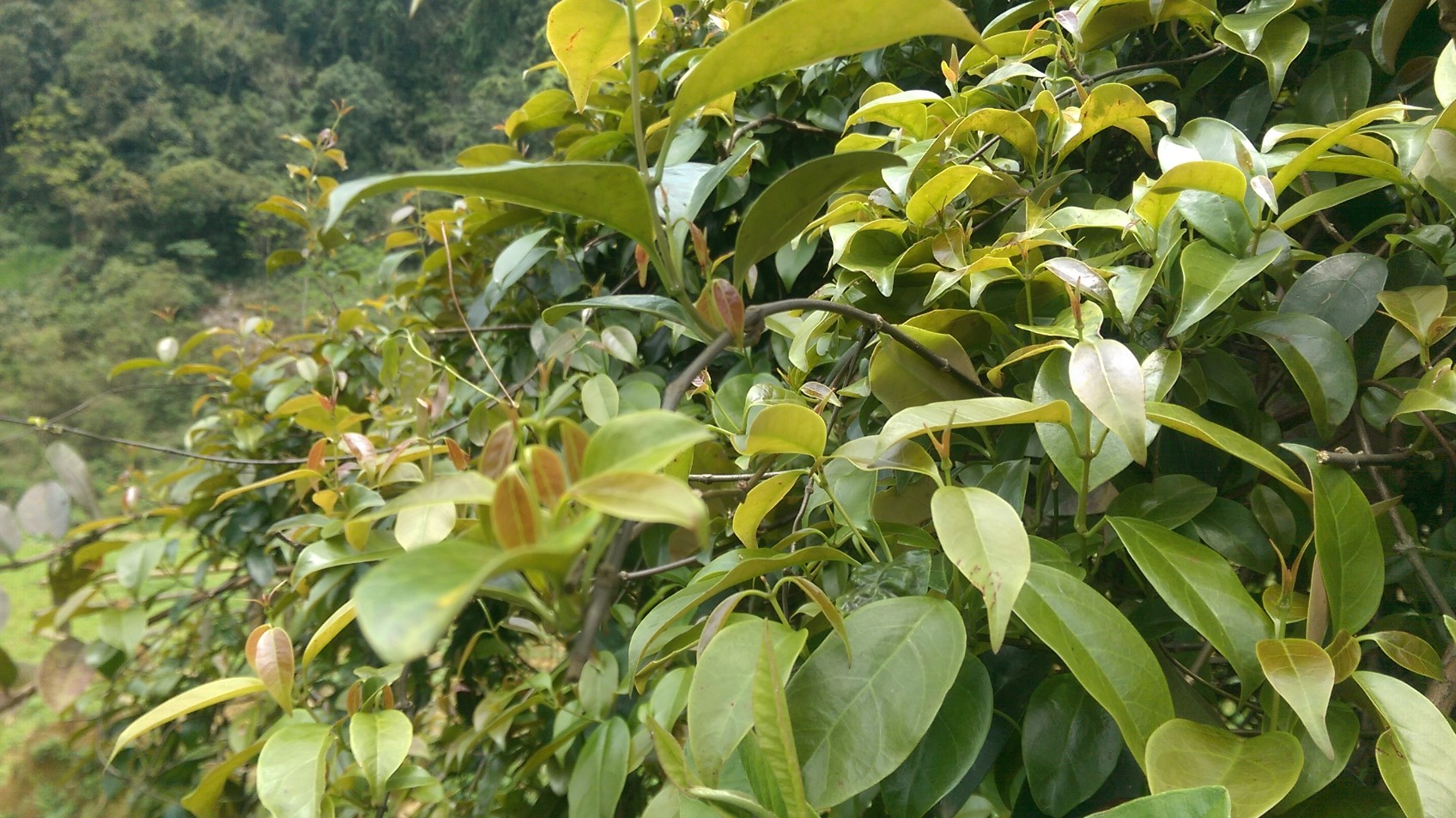 Loại cây mọc hoang ở ven rừng giờ trở thành đặc sản, không phải cứ có tiền là mua được