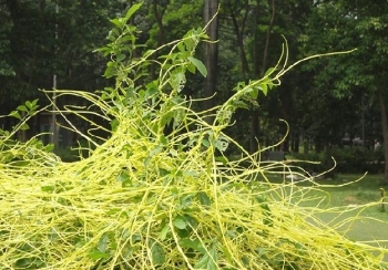 Cây sống ký sinh xưa không ai hái, nay “gây sốt” sàn thương mại điện tử