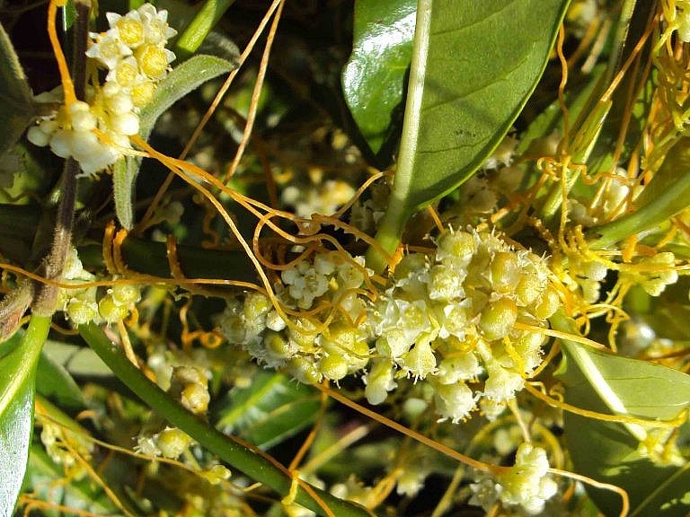 hoa khá nhỏ, hình cầu, sắc trắng nhạt