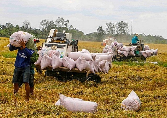 , cây lúa của vùng ĐBSCL đang đối diện với nhiều thách thức lớn