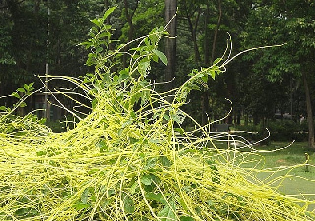 Tơ hồng vàng là loài cây sống ký sinh trên các cây chủ cao to