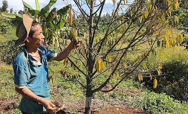 Cây sầu riêng bị vàng lá, khô cành do bị cưa, chặt gốc.