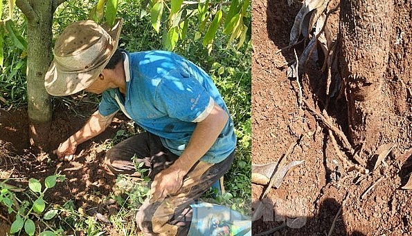 Gốc cây sầu riêng bị vết cưa kín dưới đất