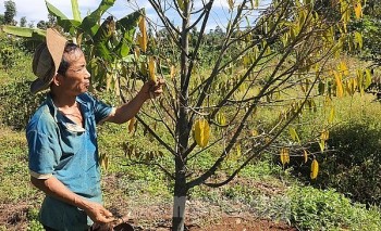 Hàng trăm gốc sầu riêng sắp thu hoạch bị phá hoại gây thiệt hại nặng nề