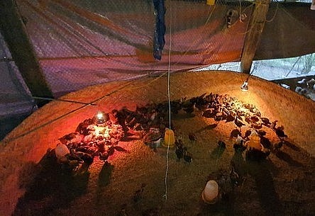 Mỗi năm gia đình ông Pó cung cấp ra thị trường hàng nghìn con giống gà đen đặc sản.