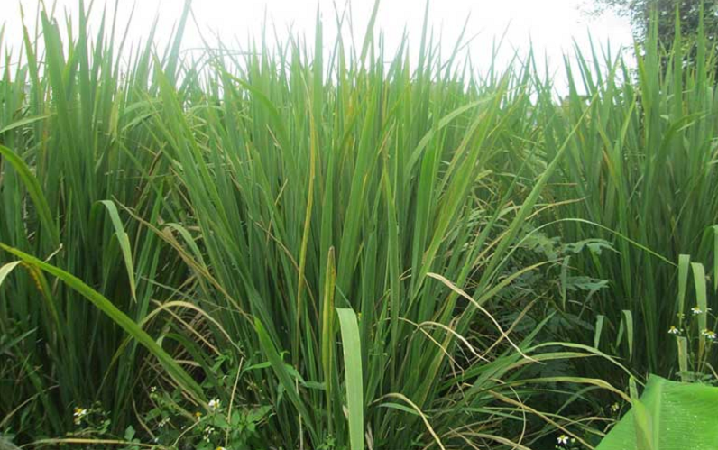 Loại củ mọc dại bờ ao, nay trở thành đặc sản cháy hàng liên tục