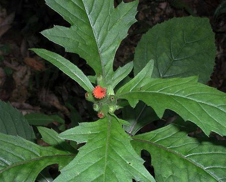 Samsung Galaxy S22 rẻ bất ngờ, thờ ơ là hết