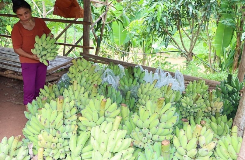 Yên Châu hiện có gần 1.000 héc ta chuối; nhiều hộ trồng quy mô lớn đã có thu nhập ổn định từ sản phẩm chuối quả.