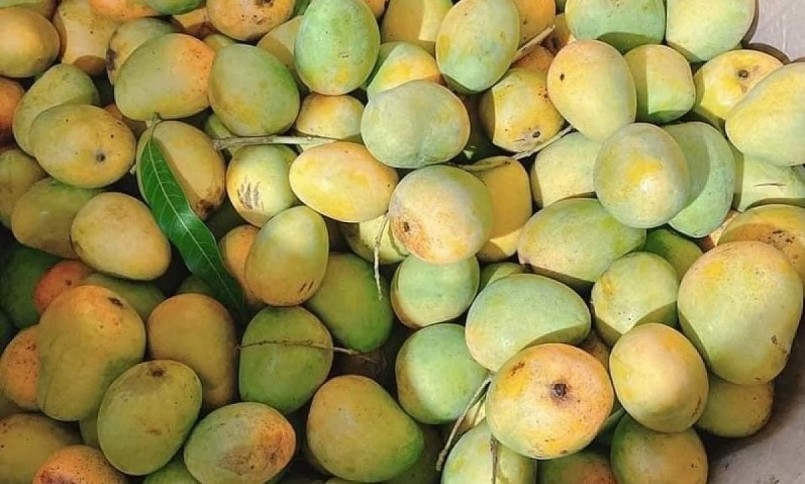 Xoài tròn là đặc sản riêng có ở Yên Châu, rất ngọt và thơm