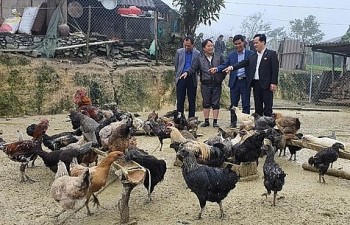 Nuôi gà đen đặc sản ở xã vùng cao Mường Lống, thu nhập 350 triệu đồng/năm
