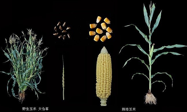 Sau 9.000 năm thuần hóa, từ một giống ngô dại teosinte trông như cây cỏ, nhân loại đã có nhiều giống ngô năng suất cao như ngày nay. Ảnh: The Paper