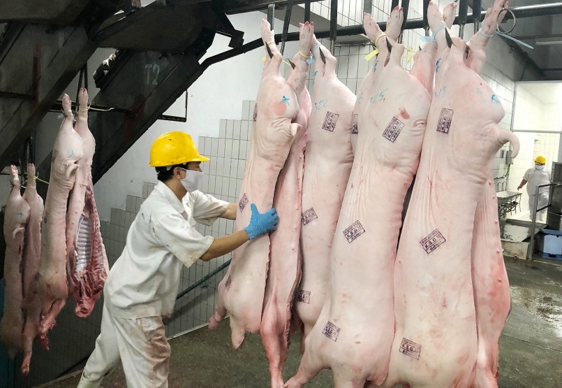 Thị trường thịt heo trong nước đã bão hòa khiến giá heo hơi duy trì ở mức thấp. Thị trường thịt heo trong nước đã bão hòa khiến giá heo hơi duy trì ở mức thấp.