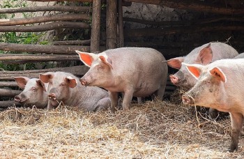 Giá heo hơi hôm nay (19/11) giảm sát mốc 50.000 đồng/kg, xuất biên là cách tốt nhất cứu người nuôi heo thua lỗ