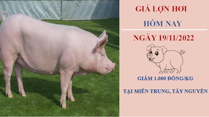 Giá heo hơi hôm nay 19/11/2022: Biến động trái chiều tại ba miền