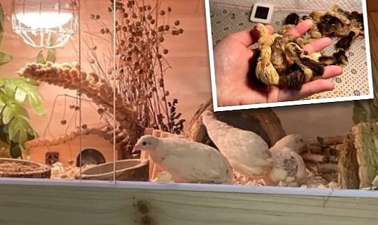 Trào lưu nuôi gà mini đang bùng nổ khắp Trung Quốc. Ảnh: SCMP