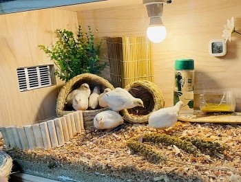 Giống gà cảnh tý hon lai giữa chim cút và gà gô có gì đặc biệt mà được săn lùng ráo riết?