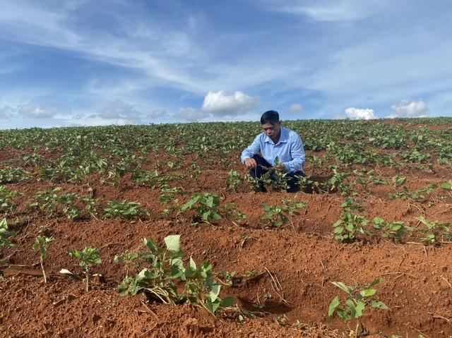 Khoai lang dễ trồng, thích hợp với điều kiện thổ nhưỡng, khí hậu Tuy Đức