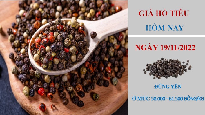Giá hồ tiêu hôm nay 19/11/2022: Không có thay đổi mới