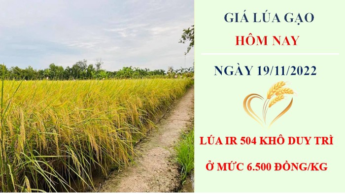 Giá lúa gạo hôm nay 19/11/2022: Không xuất hiện điều chỉnh mới