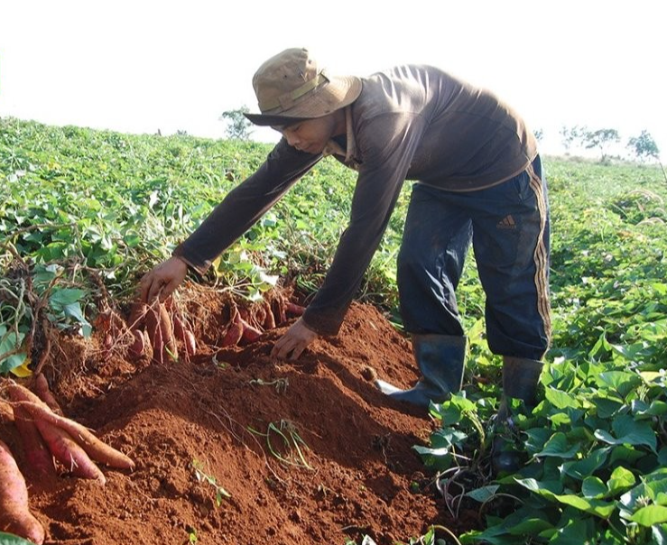 Huyện Tuy Đức đang nỗ lực khôi phục thương hiệu khoai lang
