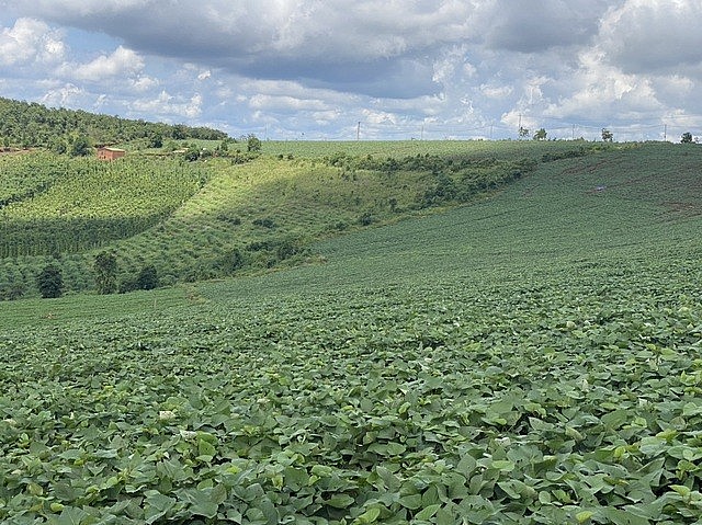 Vườn khoai lang Nhật Bản rộng hàng hecta tại vùng đất biên giới