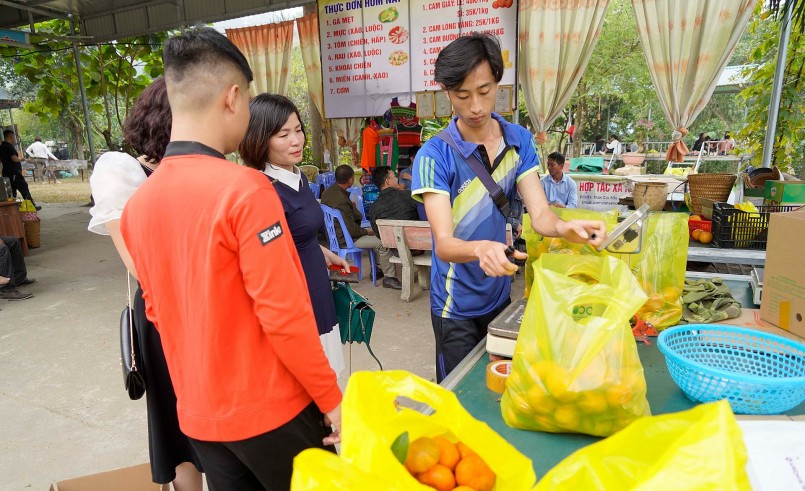 Mô hình hái cam tại vườn đang là hướng đi mới cho nông dân Vân Đồn khi không còn phụ thuộc vào thương lái.