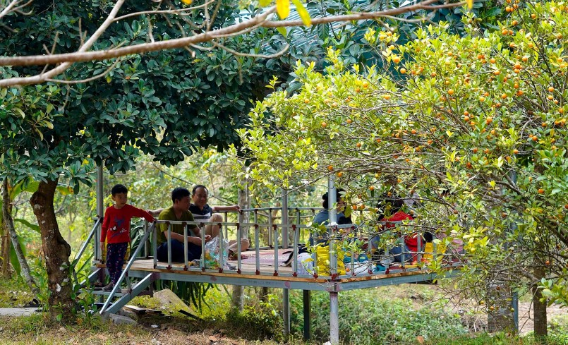 Vườn cam ở Vân Đồn trĩu quả, mọng nước và ngọt tự nhiên.