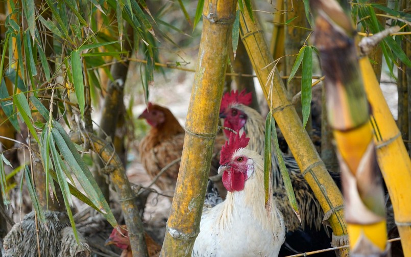 Ngoài được ăn cam tại vườn, khách còn có thể ăn gà nướng ngay tại đây nếu thích.