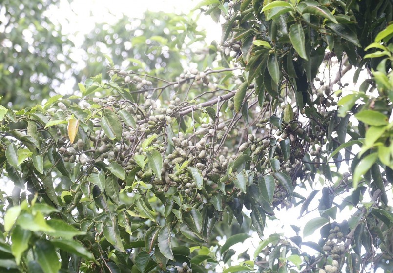 Vườn dổi trĩu quả đem lại thu nhập cao cho gia đình ông Nguyễn Văn Chung (Ảnh: Ngọc Giàu) Vườn dổi trĩu quả đem lại thu nhập cao cho gia đình ông Nguyễn Văn Chung (Ảnh: Ngọc Giàu)