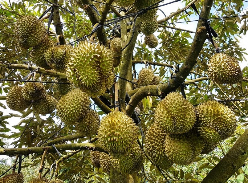 Đắk Lắk là tỉnh có diện tích sầu riêng lớn thứ 2 tại Việt Nam. 