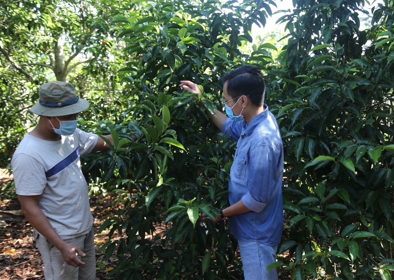 Dổi là cây có khả năng chống chịu hạn tốt nên không cần phải tưới nước nhiều, dễ chăm sóc (Ảnh: Ngọc Giàu) Dổi là cây có khả năng chống chịu hạn tốt nên không cần phải tưới nước nhiều, dễ chăm sóc (Ảnh: Ngọc Giàu)