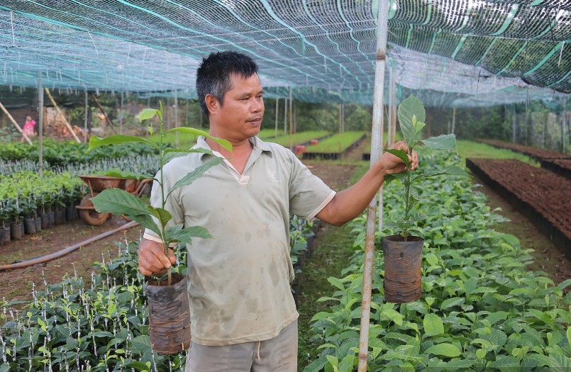 Ông Chung còn ươm, ghép dổi giống để bán đem lại nguồn thu nhập ổn định (Ảnh: Ngọc Giàu) Ông Chung còn ươm, ghép dổi giống để bán đem lại nguồn thu nhập ổn định (Ảnh: Ngọc Giàu)