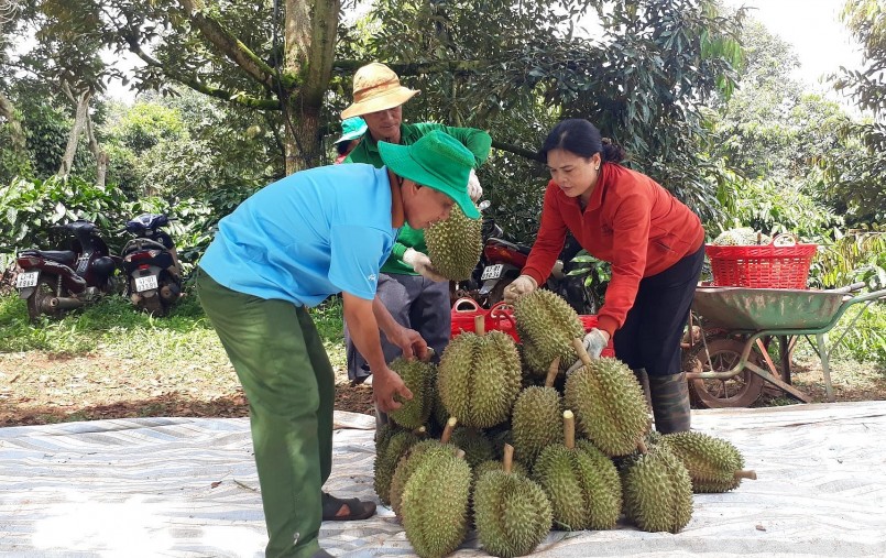 Thu hoạch sầu riêng tại HTX Dịch vụ nông nghiệp Tân Lập Đông (huyện Krông Búk, tỉnh Đắk Lắk).