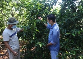 Đưa cây đặc sản người Mường về đất Tây Nguyên, cả gỗ lẫn hạt đều quý, dân thu bộn tiền