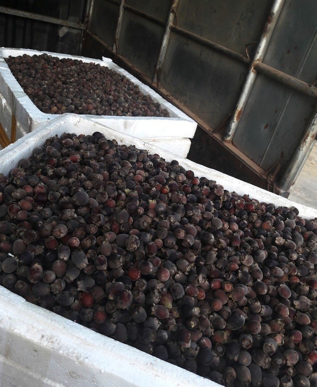 Trung bình, mỗi cây sim sẽ cho thu hoạch từ 5 – 7kg quả Trung bình, mỗi cây sim sẽ cho thu hoạch từ 5 – 7kg quả