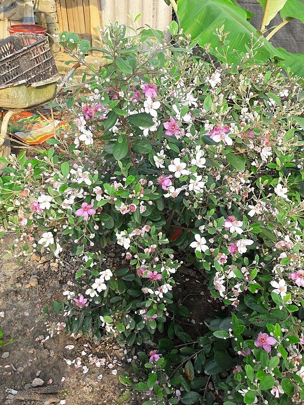 Gia đình phản đối nhưng anh vẫn kiên quyết theo con đường của mình và thực hiện nó Gia đình phản đối nhưng anh vẫn kiên quyết theo con đường của mình và thực hiện nó