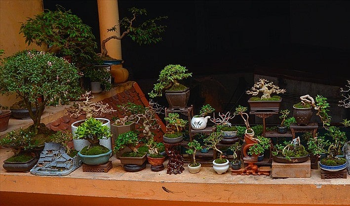 Bonsai được làm từ những cây dại mọc ngoài đường. 