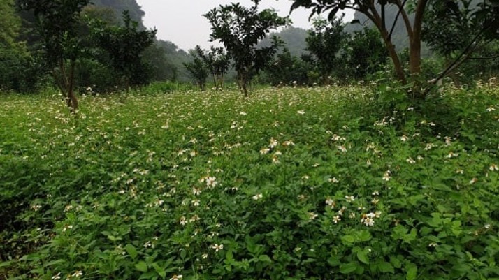 Loài cây đến bò không buồn gặm, không ngờ thành đặc sản ngon nức tiếng