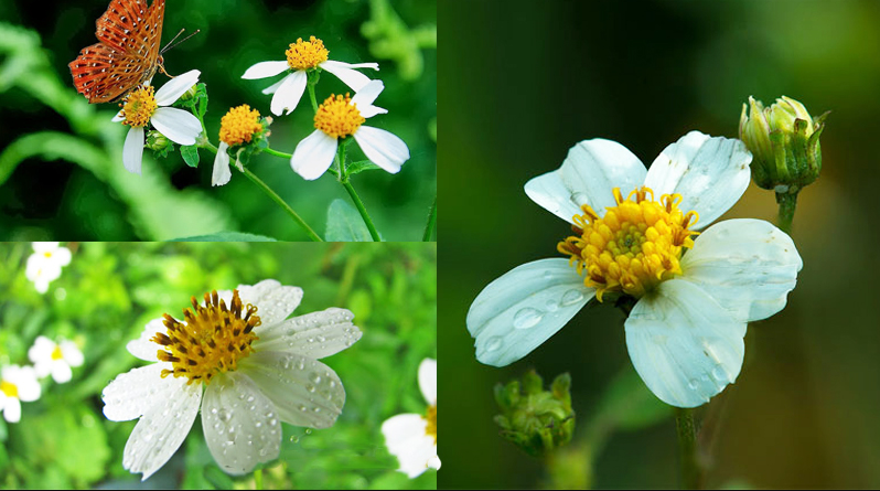 Loài cây đến bò không buồn gặm, không ngờ thành đặc sản ngon nức tiếng