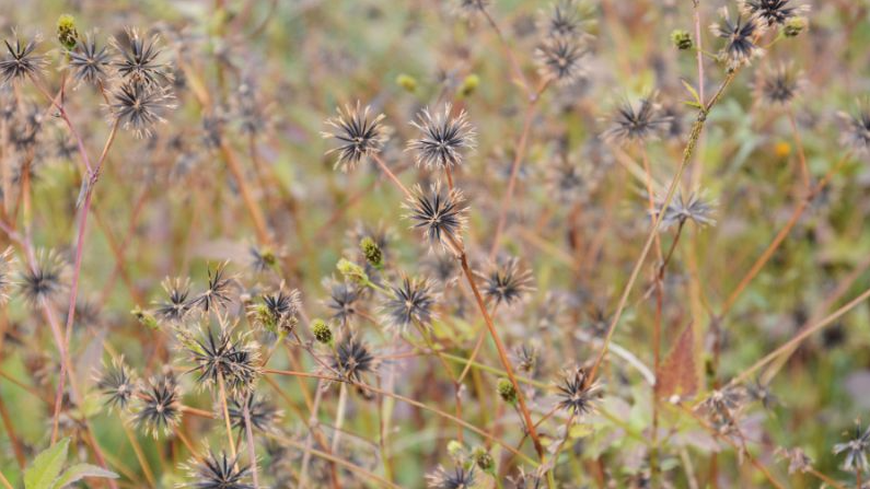 Loài cây đến bò không buồn gặm, không ngờ thành đặc sản ngon nức tiếng