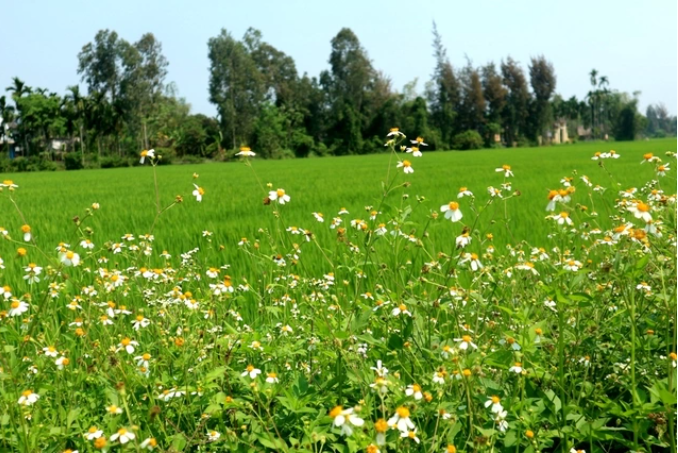 Loài cây đến bò không buồn gặm, không ngờ thành đặc sản ngon nức tiếng