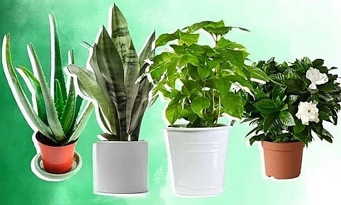 Một số loại cây tác động tích cực đến tâm trạng và sức khỏe con người. 