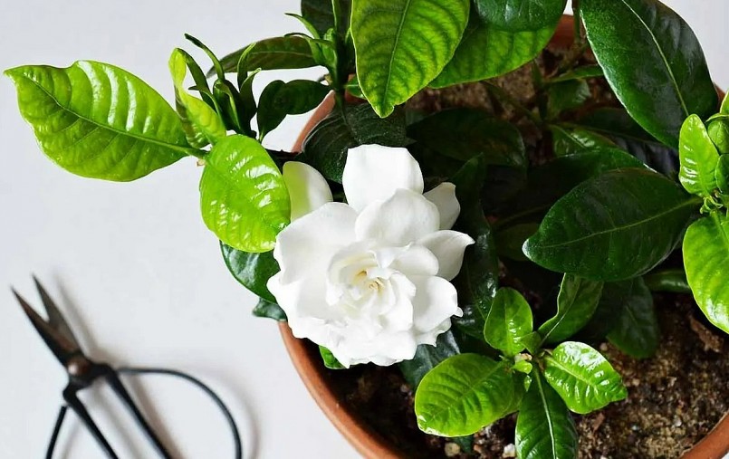 Cây dành dành nở hoa trắng.