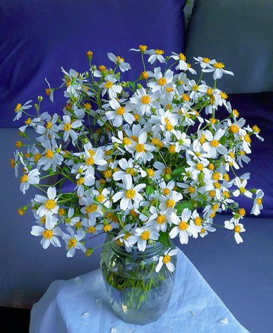 Loài cây đến bò không buồn gặm, không ngờ thành đặc sản ngon nức tiếng