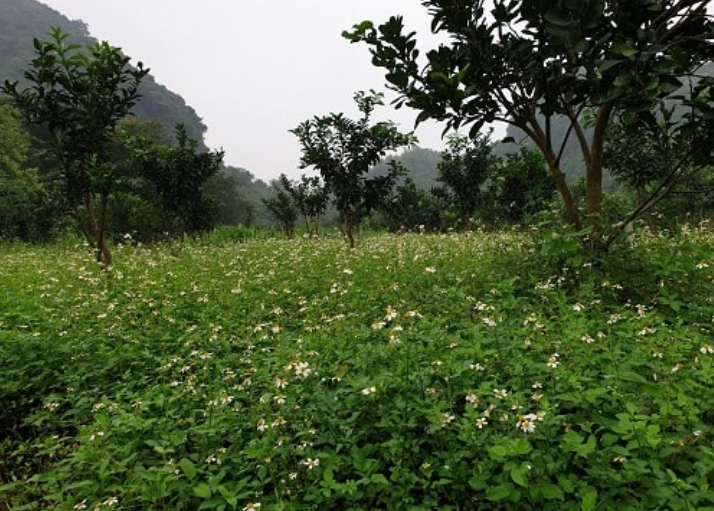 Loài cây đến bò không buồn gặm, không ngờ thành đặc sản ngon nức tiếng