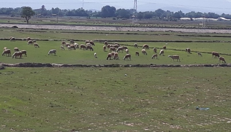 Thịt dê cừu ở Ninh Thuận được nhiều người ưa thích.